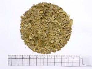 鴨脚樹葉茶 1000g【割り引き不可、返品とり止める不可品】