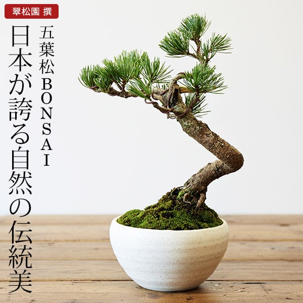 楽天市場 父の日ギフト 五葉松 盆栽 ミニ盆栽 Bonsai ボンサイ 翠松園 撰 包装不可 のし不可 ご了承ください ギフト お祝い 内祝い お礼 お返し 誕生日 快気祝い 送料無料 内祝いとスイーツギフトパティエ