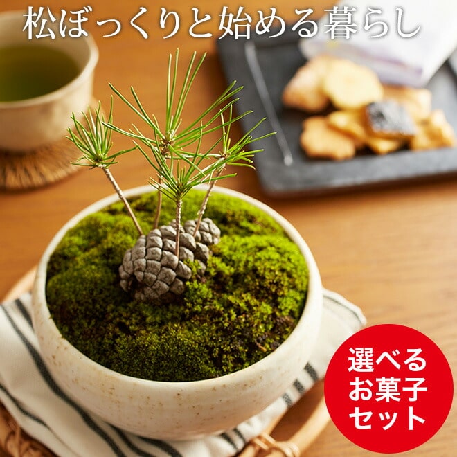 楽天市場 まつぼっくり 盆栽 ミニ盆栽 Bonsai ボンサイ 松ぼっくり お菓子ギフトセット 包装不可 のし不可 同梱不可 お祝い おすすめ ギフト 送料無料 内祝いとスイーツギフトパティエ