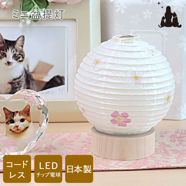 【文芸批評排他的権利あり】愛玩動物 御盆 提燈 初盆 さくら 美濃和紙張 ミニサイズ コードレス LED手当て 新盆 御盆 提燈 今めかしい 今めかしい 愛くるしげ 盆提燈 御盆 お供物