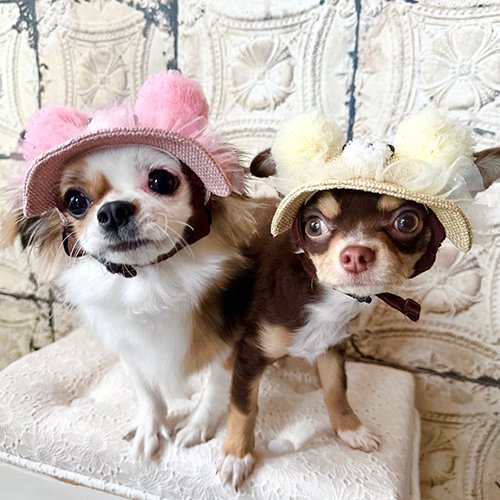 クー・ドゥ・ピエ coup de pied ロマンティックな麦わら帽子 犬柄