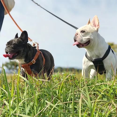 【QUCHITAP】ATTRACTIVE LEATHER HARNESS / なめし革馬具［クチタプ］ 犬用 胴輪 牛皮 御前上等感 耐久性