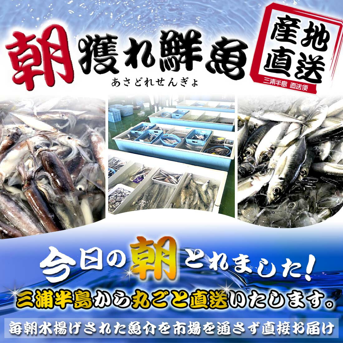 New限定品 三浦半島 産地直送 鮮魚セット 国産 鮮魚 詰め合わせ お試し 天然 朝獲れ 特選 ぷれみあむ セット 7種類以上魚 直送 丸ごと 魚セット 下処理なし 海鮮 詰め合せ 生魚 活魚 魚介類 刺身 寿司 業務用 お取り寄せグルメ 高級食材 詰め合わせ ピーチ