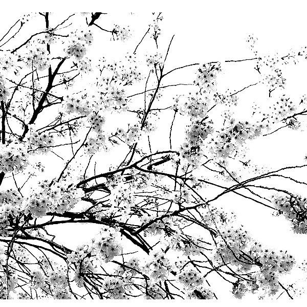 横長 張紙 桃 全盛 釣り合い当風 モノクロ 図画 ムービー 金高附き お洒落 美術ダイアログボックス 壁掛け ファニチャー グラフィック Daemlu Cl