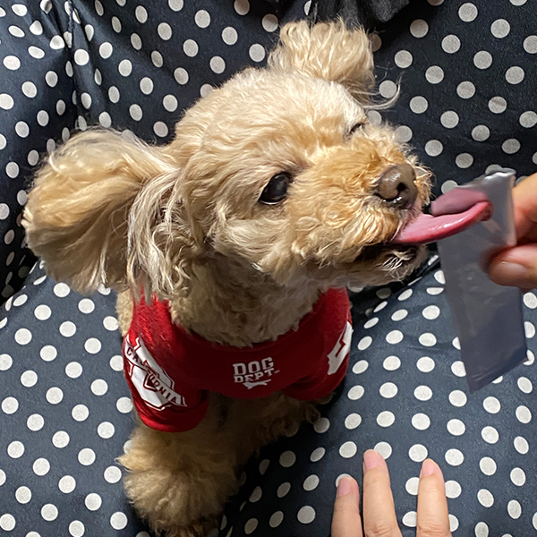 楽天市場 ｓｉｐｐｏｌｅ 犬おやつ わんみぃ まぐろ 5本 犬 ペースト おやつ ご褒美 舐める 長持ち 国産 無添加 コミュニケーション しつけ ごほうび ペット ペピイ Peppy Peppy ペピイ 楽天市場店