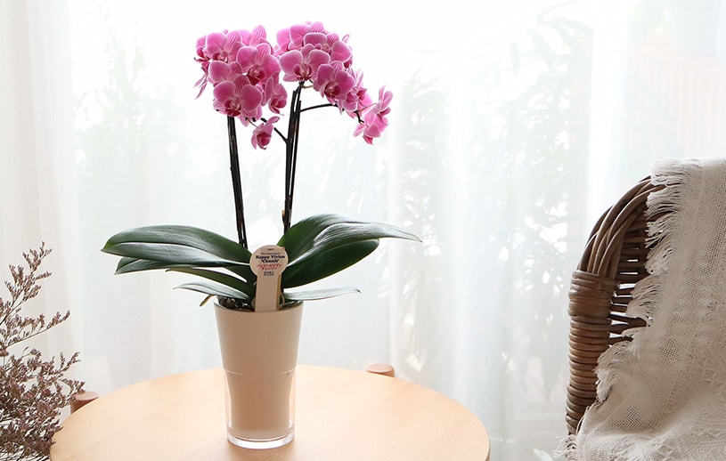 楽天市場 スーパーsale期間ポイント5倍 胡蝶蘭 花 ギフト プレゼント お祝い インテリア マイクロ ライトピンク ビビットピンク ミディ胡蝶蘭2本立ち 送料無料 代引き不可 タンブラー給水胡蝶蘭 最短 翌日出荷 パーフェクトスペース カーテン館