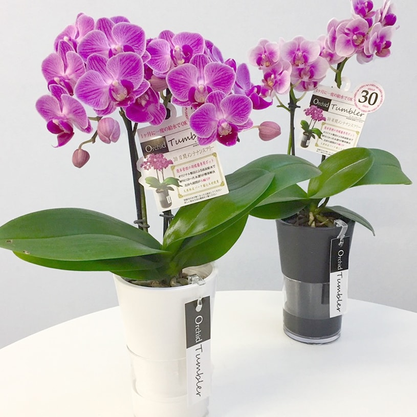 楽天市場 敬老の日 胡蝶蘭 花 ギフト プレゼント お祝い インテリア マイクロ ライトピンク ビビットピンク ミディ胡蝶蘭2本立ち 送料無料 代引き不可 タンブラー給水胡蝶蘭 最短 翌日出荷 パーフェクトスペース カーテン館