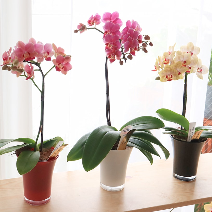 楽天市場 敬老の日 胡蝶蘭 花 ギフト プレゼント お祝い インテリア マイクロ ライトピンク ビビットピンク イエローオレンジ系 ミディ胡蝶蘭1本立ち 送料無料 代引き不可 シェリーグラス胡蝶蘭 最短 翌日出荷 パーフェクトスペース カーテン館