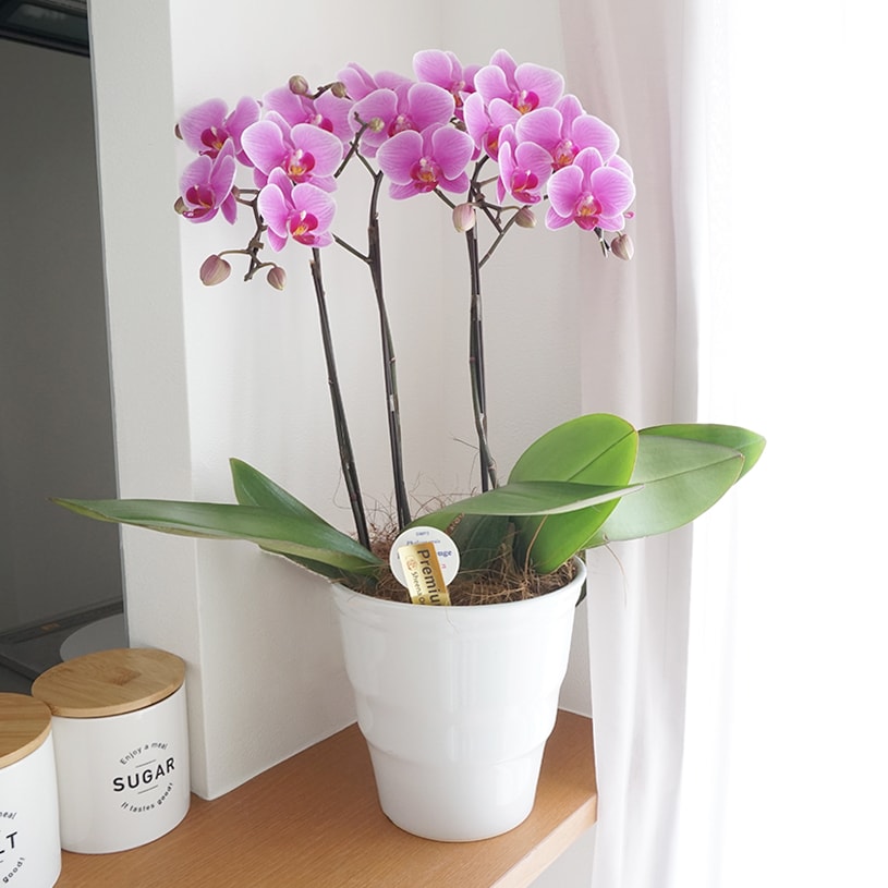 プレゼント インテリア ミディ胡蝶蘭 お祝い ライトピンク ビビットピンク イエロー系 ギフト 花 観葉植物 胡蝶蘭 胡蝶蘭 花 インテリア プレゼント 今だけ 店内最大ポイント5倍 花 ギフト プレゼント お祝い インテリア ライトピンク ビビットピンク イエロー系