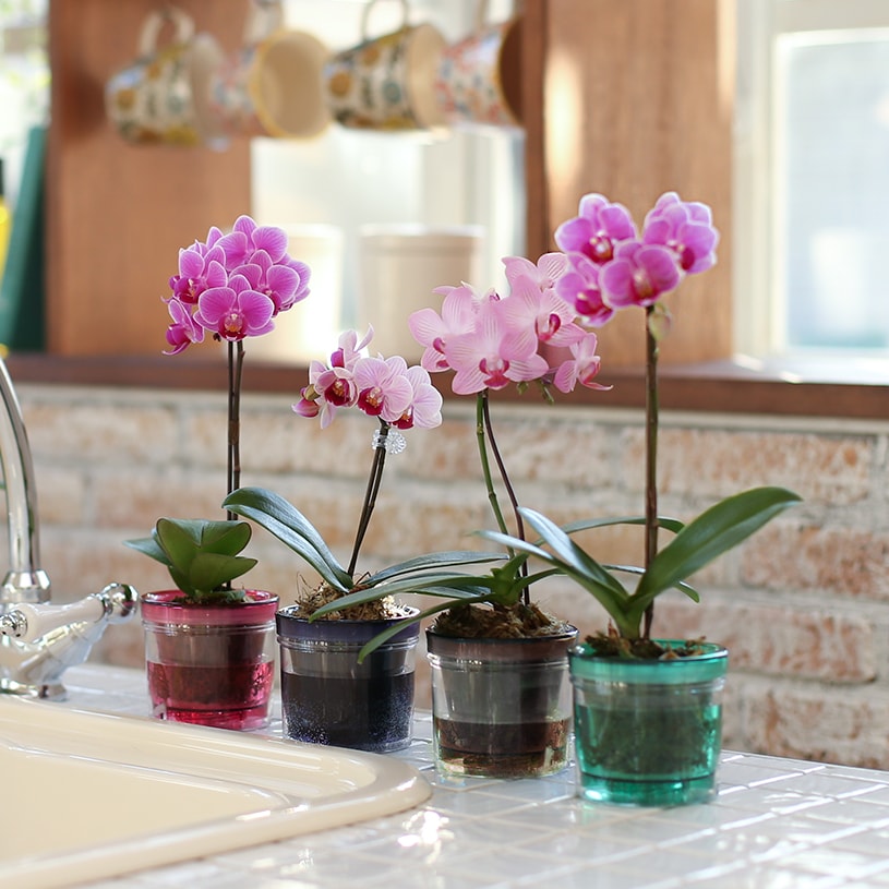 人気高評価ショップが最安値挑戦胡蝶蘭花ギフトプレゼントお祝いインテリアマイクロ胡蝶蘭ピンク系アクアポット給水ポット胡蝶 蘭花ギフトプレゼントお祝いインテリアマイクロピンク系マイクロ胡蝶蘭1本立ち