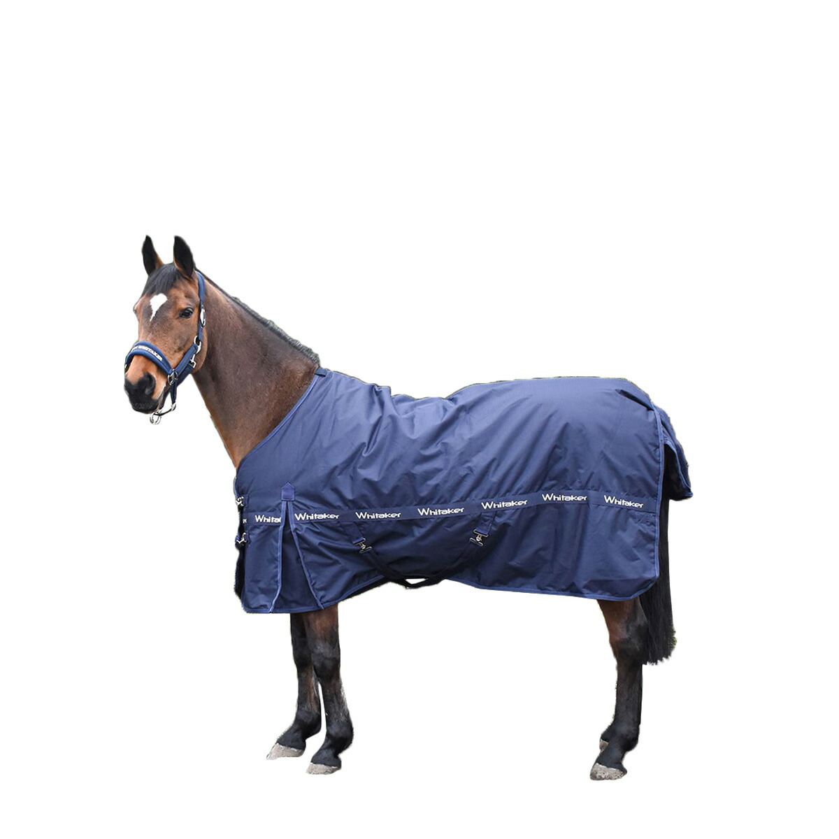 1098円 高速配送 馬リードロープ ロープ 網 ストラップ コットンウィーブイン 留め具 乗馬 馬術用品 全8色 - 緑 1098円 高速配送 馬リードロープ ロープ 網 ストラップ コットンウィーブイン 留め具 乗馬 馬術用品 全8色 - 緑