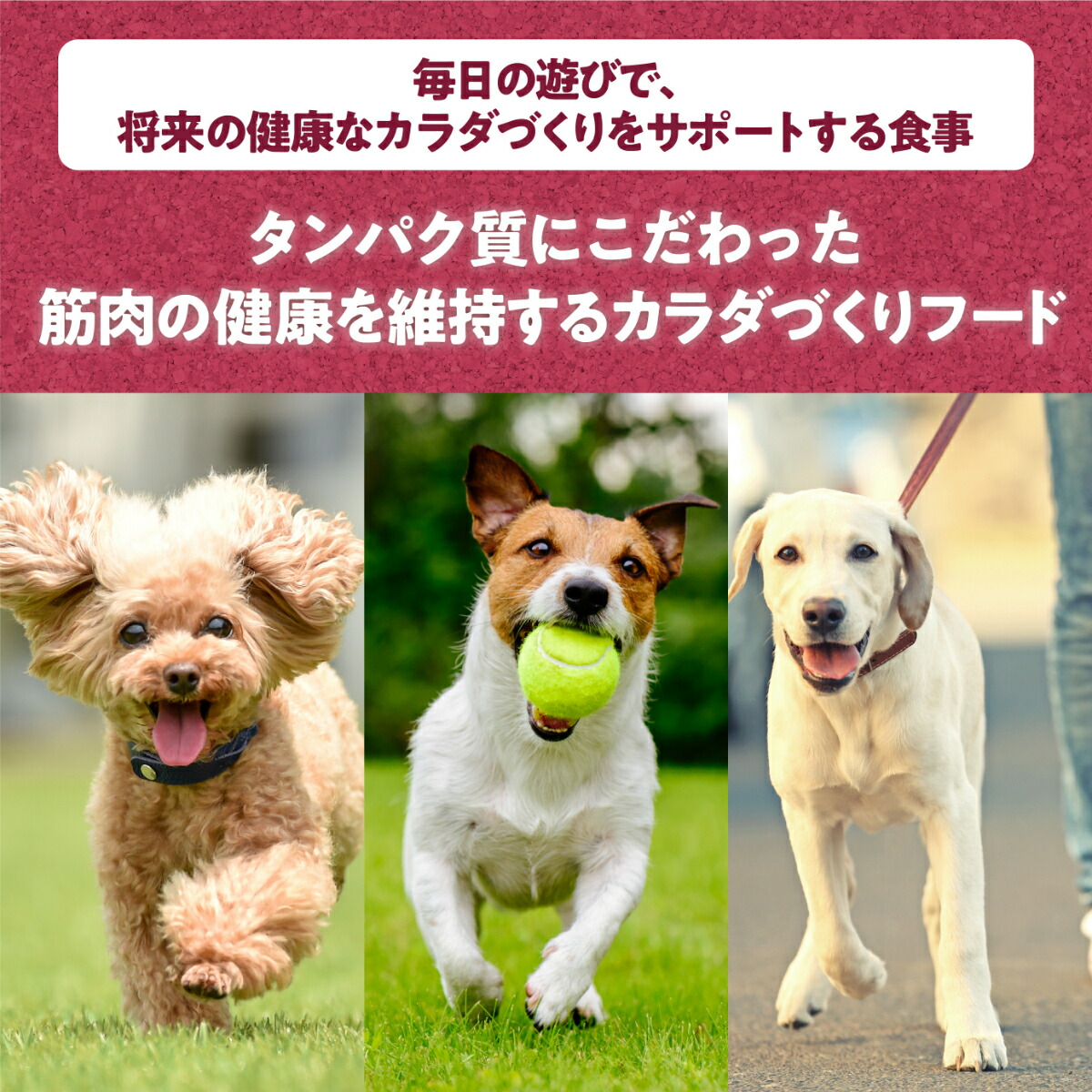 楽天市場 フィジカライフ Physicalife 子犬用 チキン 大豆入り 2kg 送料無料 沖縄を除く パピー 幼犬 ユニ チャーム ユニチャーム ペットアルファー楽天市場店