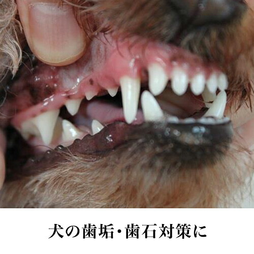 飲み水に入れるだけ マウスクリーナー473ml あす楽 亜鉛 ビタミンbが細菌のヌメリを取ることで歯垢の沈着を抑えお口と息がスッキリ 歯垢は48時間で 歯石になります 小型犬や猫の多頭飼い 中型犬 大型犬のデンタルケアに お得なサイズです 歯磨き 歯石取り Kanal9tv Com