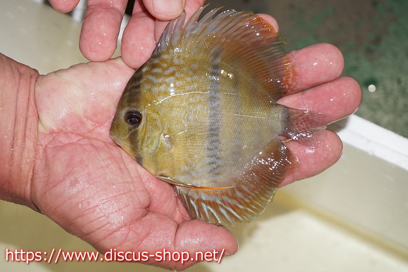 熱帯魚 ディスカス 観賞魚 アクアリウム ディスカス 決算セール対象商品 ワイルドディスカス 決算セール対象商品 ワイルドディスカス マリマリヘビーセンターバー 9 10 生体 マリマリ産 生体 マリマリヘビーセンターバー 個体販売 熱帯魚 ディスカス 観賞魚 アクアリウム ディスカス 決算セール対象商品 ワイルドディスカス 決算セール対象商品 ワイルドディスカス マリマリヘビーセンターバー 9 10 生体 マリマリ産 生体 マリマリヘビーセンターバー 個体販売