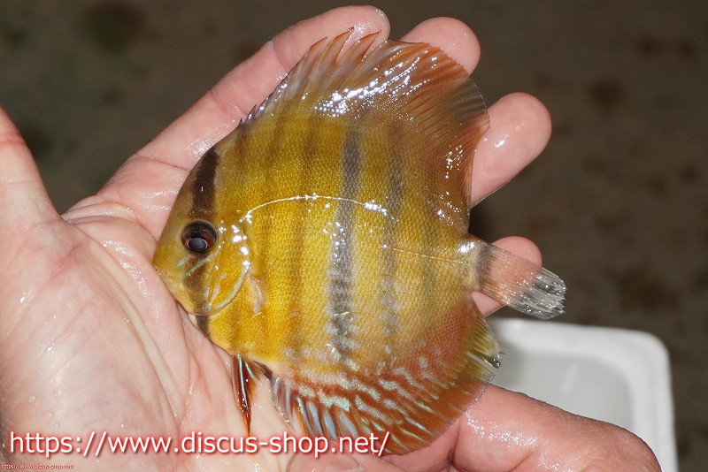 【楽天市場】【ワイルドディスカス】マリマリソリッドイエローセンターバー ヤングスター【個体販売】910cm（生体）マリマリ産：ペットバルーン