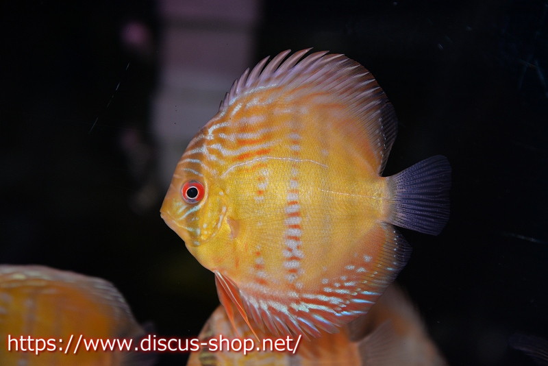 【楽天市場】【ワイルドディスカス】【通販】マリマリヘッケルクロス ヤングスター【個体販売】9cm（生体）マリマリ産：ペットバルーン楽天市場支店