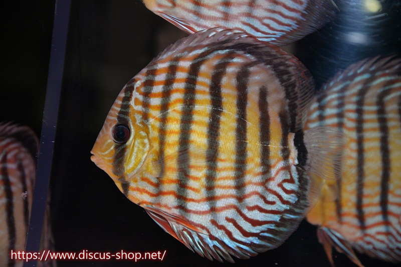 【ワイルドディスカス】【通販】ラーゴイナヌタイプロイヤルレッドエディ【個体販売】14cm（生体）ラーゴイナヌ産｜ペットバルーン支店