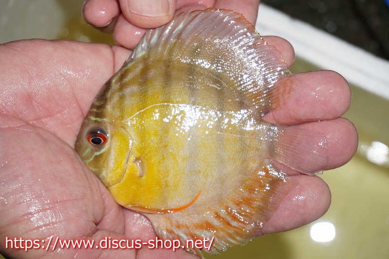 はこぽす対応商品 観賞魚 ディスカス 熱帯魚 ディスカス 生体 アクアリウム 決算セール対象商品 ワイルドディスカス ベルリロイヤルブルー ヤングスター 個体販売 10 11 生体 ベルリ産 ペットバルーン支店 価格 Images Anageimoveis Com Br