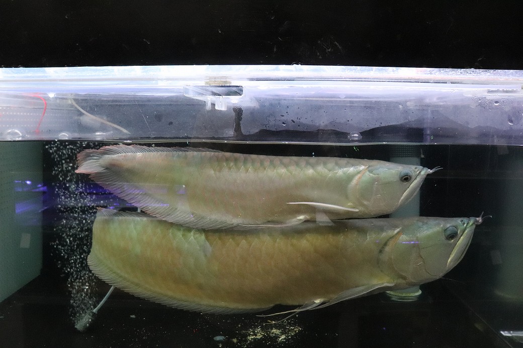 ワイルドシルバーアロワナ 50cm ぐらい ダトニオ ポリプテルス 古代魚