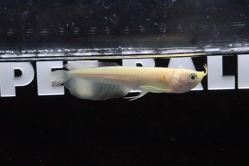 公式店舗 楽天市場 淡水魚 大特価 アルビノシルバーアロワナ １匹 7 8cm 大型魚 生体 淡水 Nko ペットバルーン楽天市場支店 最安値 Lexusoman Com