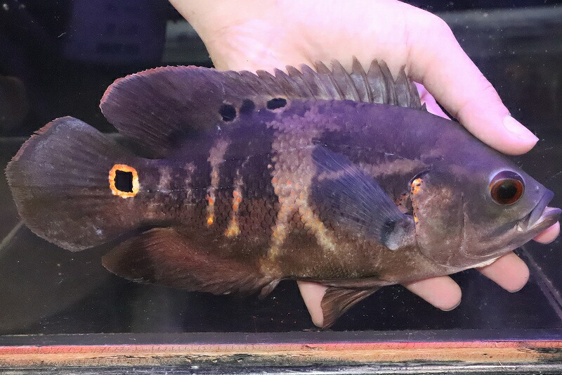 70 Off 淡水魚 サマーセール50 Off No4 ブラジル便 ワイルドオスカー イガラッペアスー産 個体販売 23cm 大型魚 生体 熱帯魚 Nko