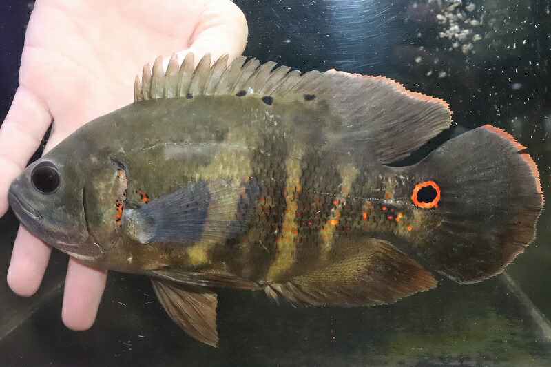 低価格 淡水魚 サマーセール50 Off No6 ブラジル便 ワイルドオスカー イガラッペアスー産 個体販売 22cm 大型魚 生体 熱帯魚 Nko