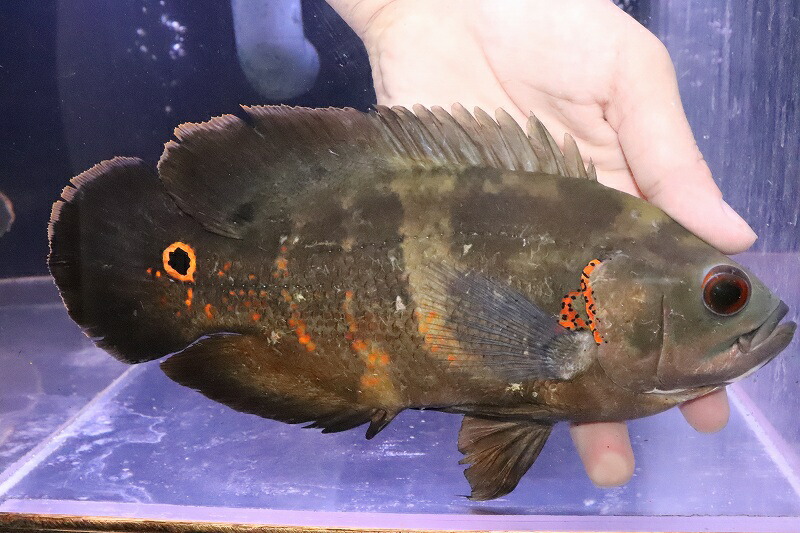 市場 淡水魚 激安 イガラッペアスー産 No8 ワイルドオスカー ブラジル便