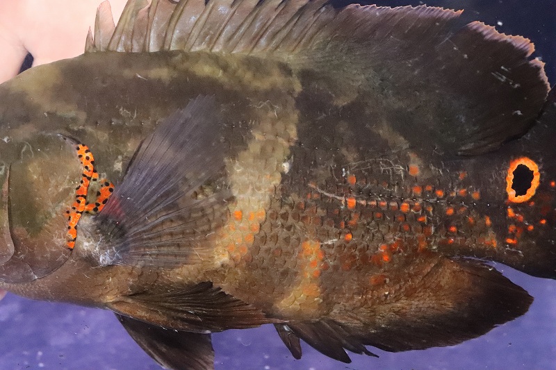 淡水魚 激安 ワイルドオスカー No8 イガラッペアスー産 ブラジル便