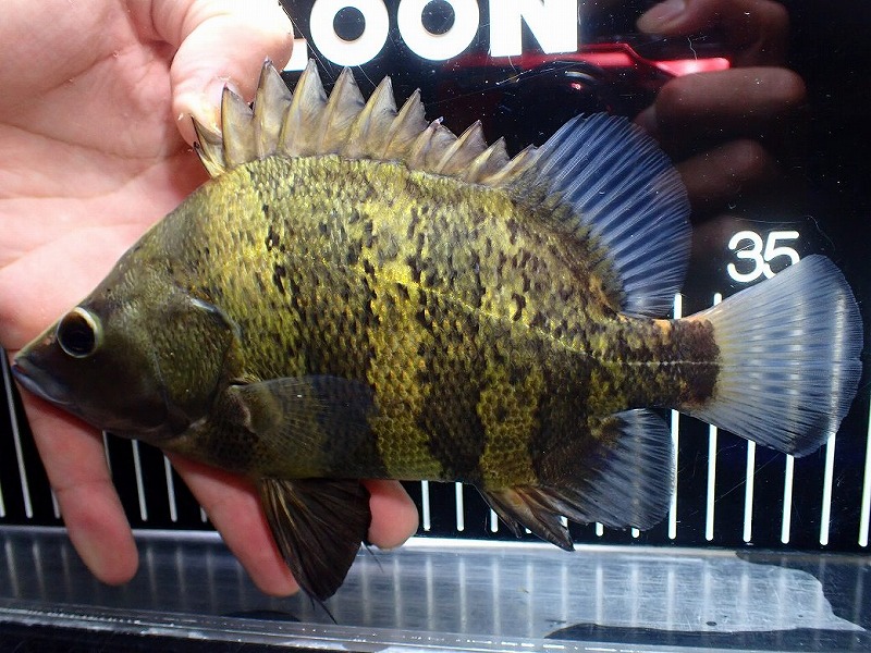【淡水魚】【通販】大特価 ビッグサイズ ニューギニアダトニオ ワイルド【１匹 サンプル画像】(&plusmn;17-19cm)(大型魚)(生体)(熱帯魚)NKO｜ペットバルーン支店