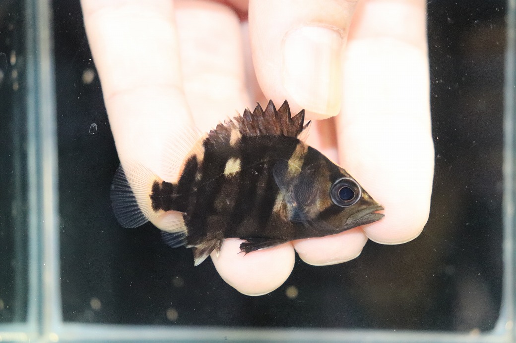 【淡水魚】【通販】No9 セミショート パーフェクトバンド スマトラタイガーダトニオ パレンバン産 ワイルド【個体販売】（生体）（熱帯魚）NKO
