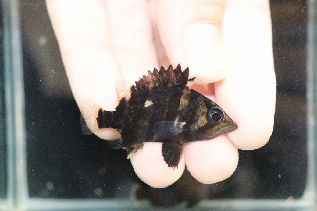 【淡水魚】【通販】No12 セミショート パーフェクトバンド スマトラタイガーダトニオ パレンバン産 ワイルド【個体販売】（生体）（熱帯魚）NKO