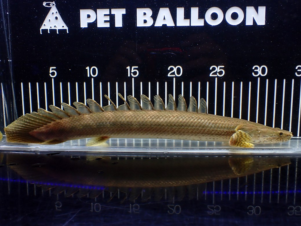 【淡水魚】【通販】美個体 特価 No2 ポリプテルス ビキールビキール チャド湖 ワイルド【個体販売】(±34cm)(大型魚)(生体)(熱帯魚)NKO 37,180円