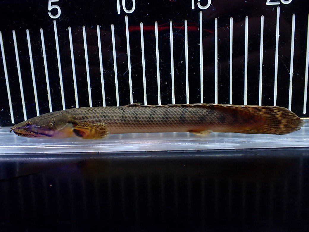 【淡水魚】【通販】No1 ポリプテルス ウィークシー コンゴ産 ワイルド【個体販売】(&plusmn;18cm)(大型魚)(生体)(熱帯魚)NKO｜ペットバルーン支店