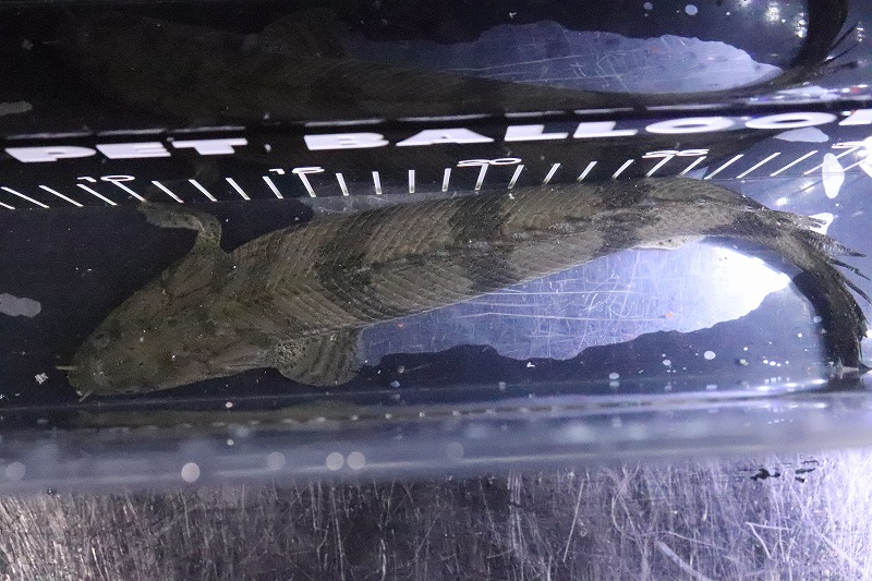 します 大特価 No6 ポリプテルス エンドリケリー ダボラ産 ワイルド 27cm 大型魚 生体 熱帯魚 Nko ペットバルーン支店 します Shineray Com Br