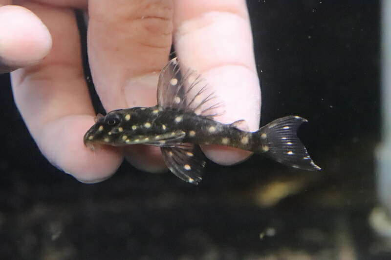 オンラインショッピング ±6cm プレコ 生体 熱帯魚 NKP qdtek.vn