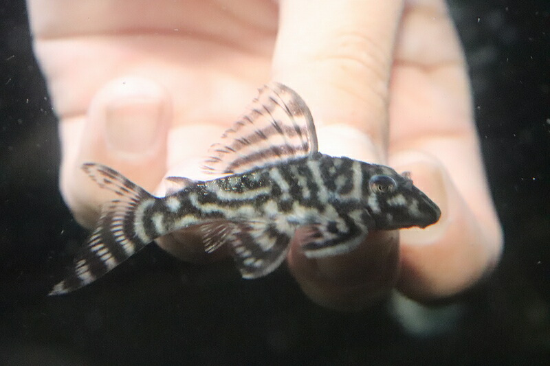 オンラインショッピング ±6cm プレコ 生体 熱帯魚 NKP qdtek.vn