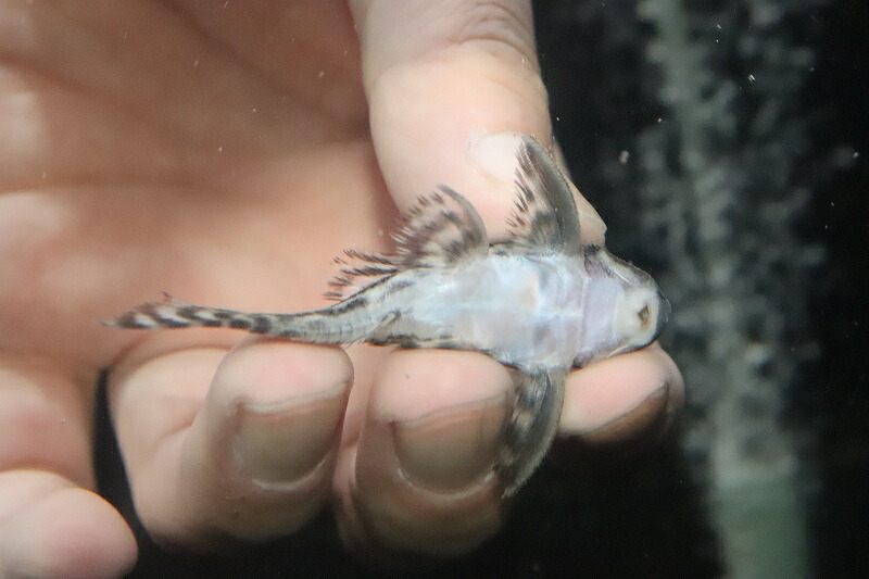 オンラインショッピング ±6cm プレコ 生体 熱帯魚 NKP qdtek.vn