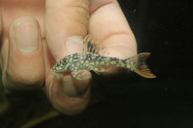 市場 淡水魚 ワイルド ゴールドエッジマグナムプレコ 激安 No1 個体販売