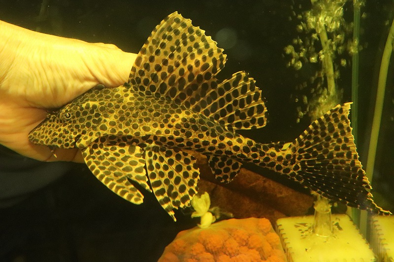 熱帯魚 安い 公式の店舗 63 割引 Saferoad Com Sa