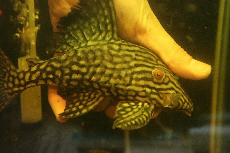 大人も着やすいシンプルファッション 在庫処分激安 No3 ハーフスポットロイヤルプレコ ワイルド 21 22cm プレコ 生体 熱帯魚 Nkp Fucoa Cl