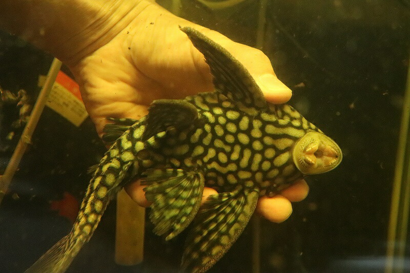 大人も着やすいシンプルファッション 在庫処分激安 No3 ハーフスポットロイヤルプレコ ワイルド 21 22cm プレコ 生体 熱帯魚 Nkp Fucoa Cl