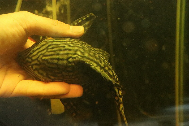 大人も着やすいシンプルファッション 在庫処分激安 No3 ハーフスポットロイヤルプレコ ワイルド 21 22cm プレコ 生体 熱帯魚 Nkp Fucoa Cl