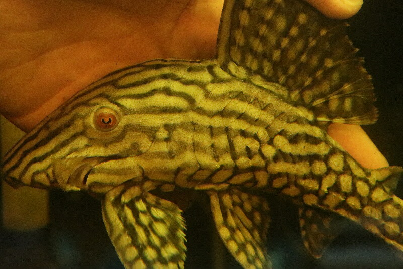 激安 激安 No5 ハーフスポットロイヤルプレコ ワイルド 21 22cm プレコ 生体 熱帯魚 Nkp Fucoa Cl