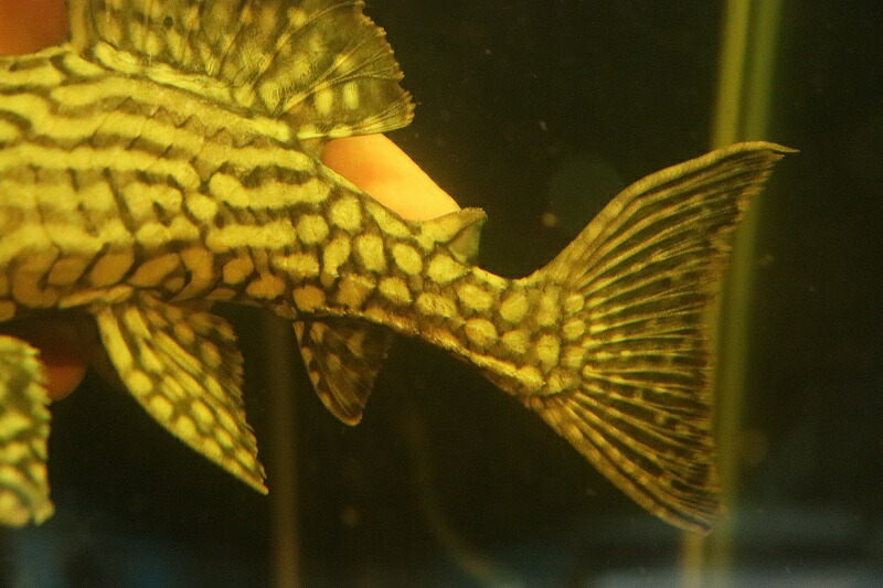 激安 激安 No5 ハーフスポットロイヤルプレコ ワイルド 21 22cm プレコ 生体 熱帯魚 Nkp Fucoa Cl