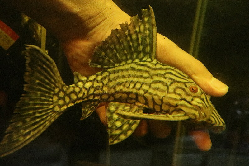 激安 激安 No5 ハーフスポットロイヤルプレコ ワイルド 21 22cm プレコ 生体 熱帯魚 Nkp Fucoa Cl