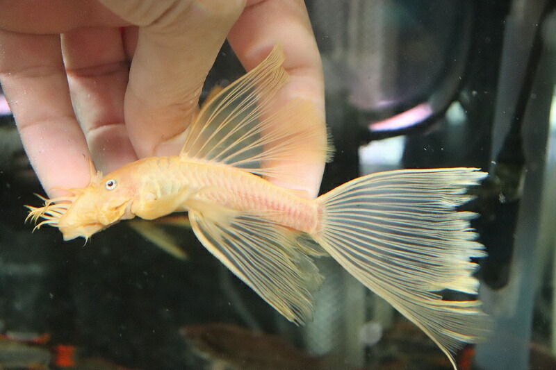 在庫僅少 ペア販売 No2 ロングフィンブルーアイゴールデンブッシープレコ 13