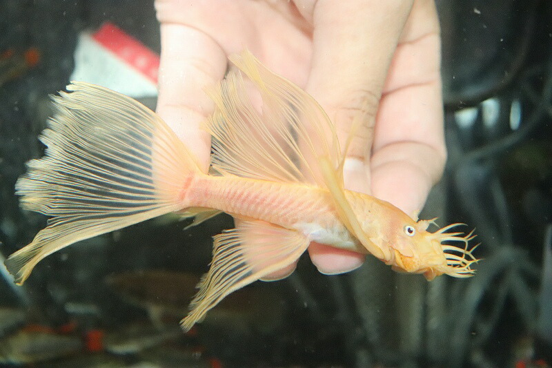 在庫僅少 ペア販売 No2 ロングフィンブルーアイゴールデンブッシープレコ 13 10cm 生体 熱帯魚 Nkp Minimalgadgets Co