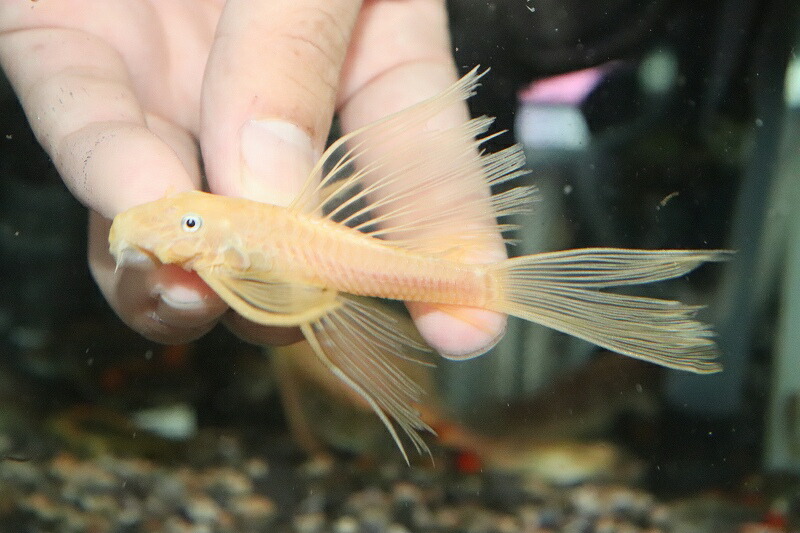 在庫僅少 ペア販売 No2 ロングフィンブルーアイゴールデンブッシープレコ 13 10cm 生体 熱帯魚 Nkp Minimalgadgets Co