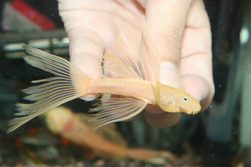 在庫僅少 ペア販売 No2 ロングフィンブルーアイゴールデンブッシープレコ 13 10cm 生体 熱帯魚 Nkp Minimalgadgets Co