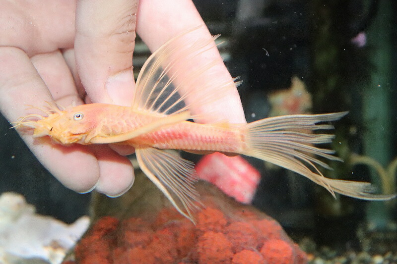 ペア販売 No3 ロングフィンブルーアイゴールデンブッシープレコ